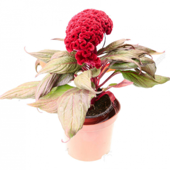 Celosia Horozibiği Çiçeği Tohumu 5 Tohum Horoz İbiği Tohumu +Süpr ürün görseli 1