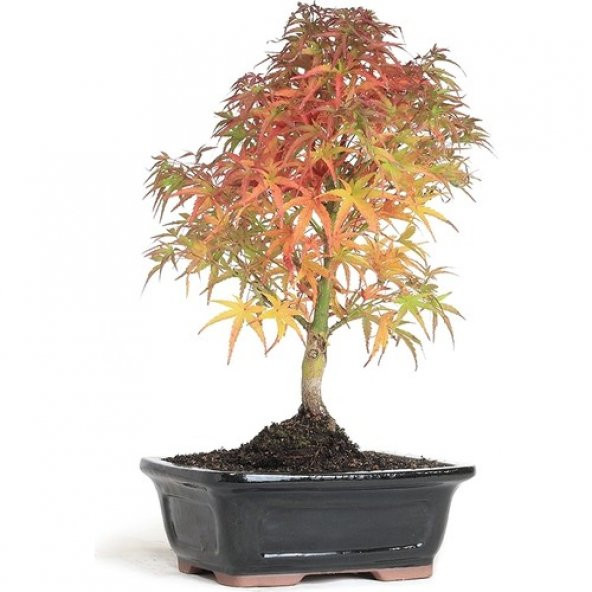 Bodur Japon Acer Platum Bonzai Ağacı Ekim Seti +Saksı+Toprak+Tohu ürün görseli 1