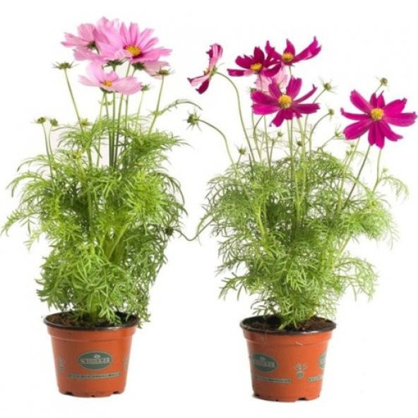 Cosmos Çiçeği Tohumu Ekim Seti 5 Tohum Çiçek Tohumu +Saksı+Toprak ürün görseli 1