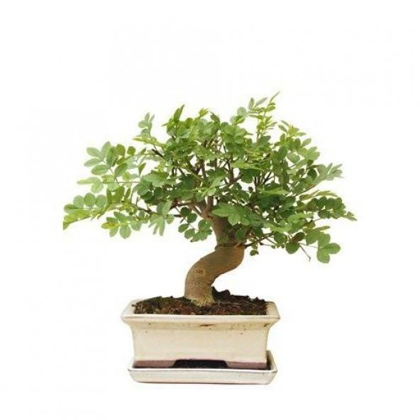 Bodur Dişbudak Bonzai Ağacı Tohumu 5 Tohum +Süpriz Bonsai Tohumu ürün görseli 1