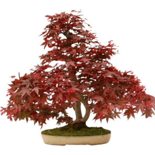 İthal Flamingo Bonzai Ağacı Tohumu 5 Tohum + Süpriz Bonsai Tohumu ürün görseli 1