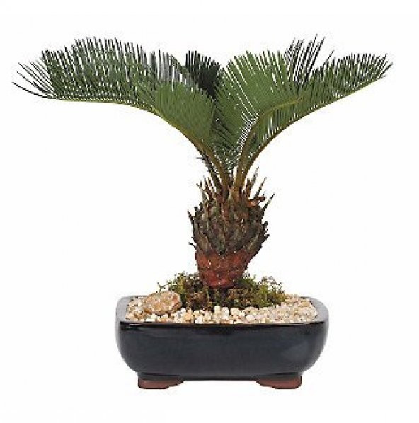İthal Palmiye Bonzai Ağacı Tohumu 3 Tohum + Hediye Bonsai Tohumu ürün görseli 1