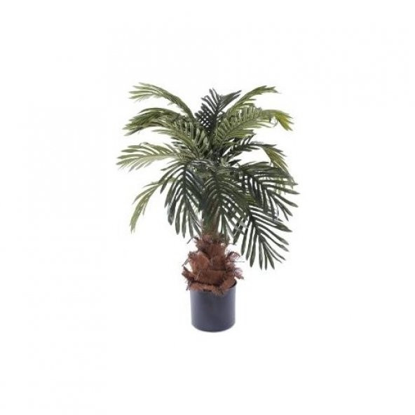Washingtonia Robusta Palmiye Ağacı Tohumu 3 Tohum + Süpriz Hediye ürün görseli 1