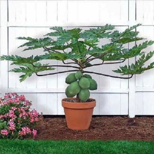 Bodur Papaya Ağacı Tohumu Ekim Seti 3 Tohum +Saksı+Toprak+Hediye ürün görseli 1