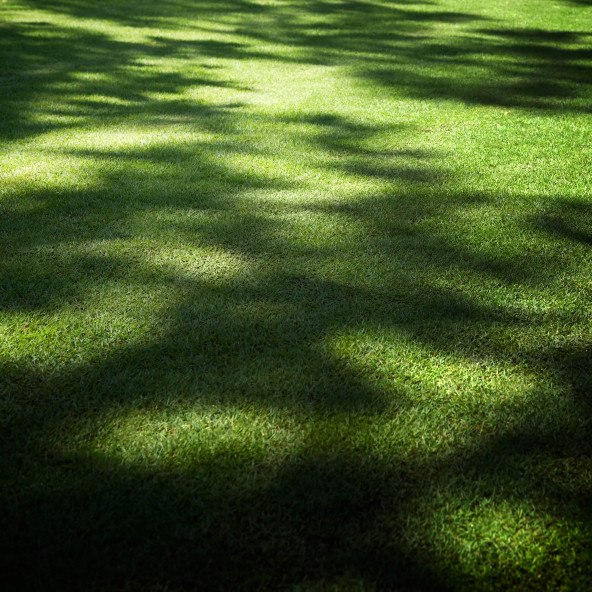 Lawn&Art Shade-Cool Mix Gölge Alanlar için Çim Tohumu Karışımı 1 kg ürün görseli 1