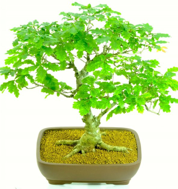 İthal Meşe Bonzai Ağacı Tohumu 3 Tohum + Süpriz Hediye Bonsai Toh ürün görseli 1