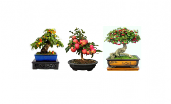 3lü Set Bonzai Ağacı Tohumu Bonsai Elma Alıç Şeftali Ekim Seti ürün görseli 1