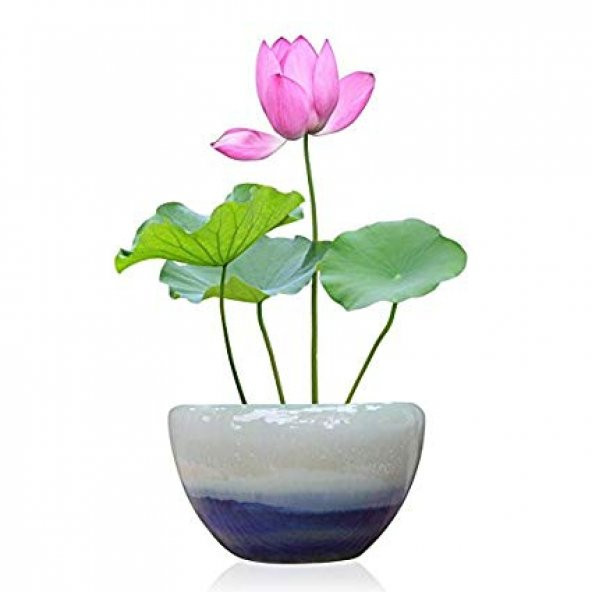 Eko Paket 5 Tohum İthal Lotus Tohumu Nilüfer Lotus Çiçeği Zambak ürün görseli 1