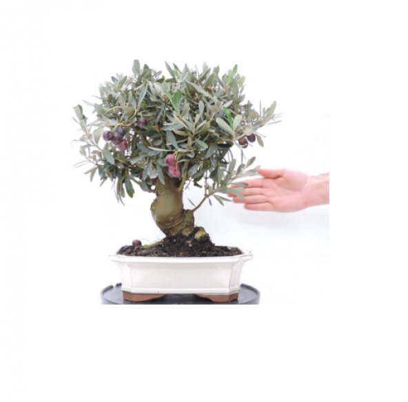 İthal Bodur Zeytin Ağacı Bonsai Seti Toprak+ Saksı + 2 Adet Tohum ürün görseli 1