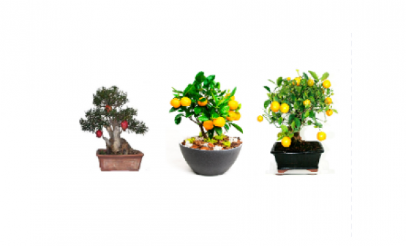 3 Farklı Meyveli Bonsai Ağacı Tohumu Bonzai Kayısı Portakal Nar ürün görseli 1