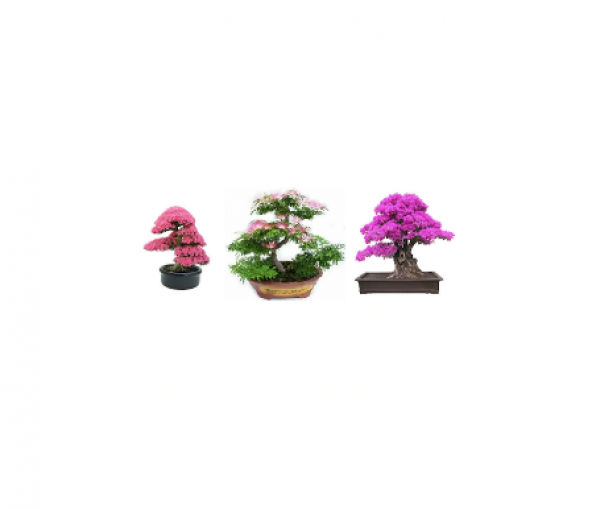 3lü Set Bonsai Ağacı Tohumu Bonzai Erguvan Gülibrişim Mersin ürün görseli 1