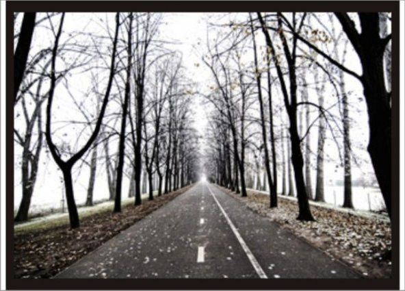 70x100cm Ağaçlı Yol Poster Dökülmüş Yapraklar Tablo ürün görseli 1