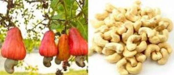 KAJU ÇİĞ 1 KG ürün görseli 1