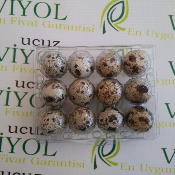 BILDIRCIN YUMURTA VİYOLU 50 ADET - Resim 2