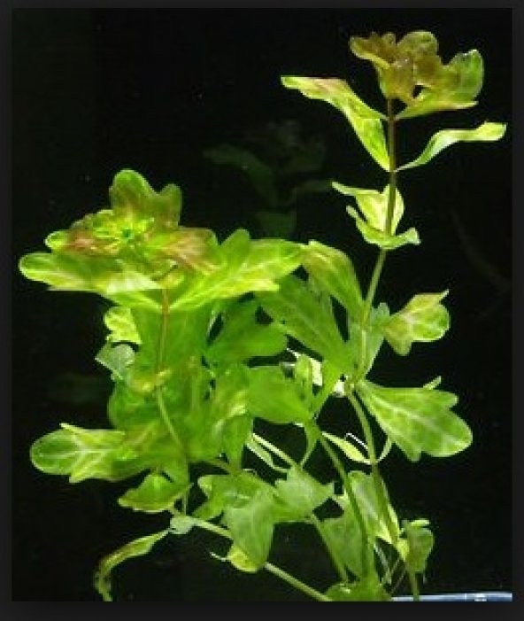 Trichocoronis rivularis 1 Kök CANLI BTKSİ - Resim 3
