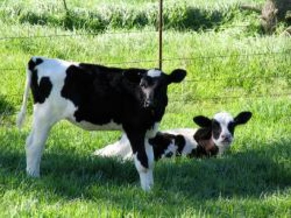 Zeolit Büyükbaş Altlık 25 kg ürün görseli 1