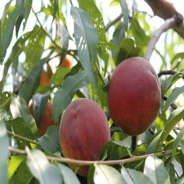 Tüplü Spring Crest Şeftali Fidanı - Resim 2
