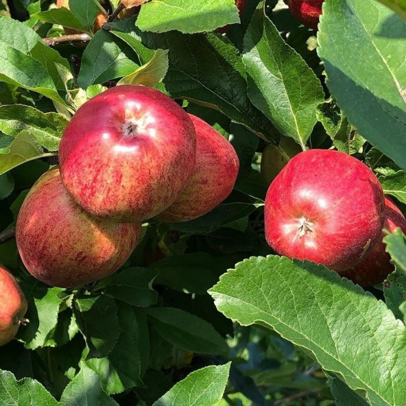 Tüplü Yazlık Summer Red  Elma Fidanı ürün görseli 1