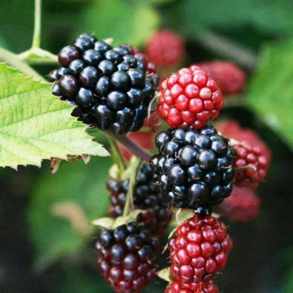 Tüplü Boysenberry Böğürtlen Fidanı ürün görseli 1