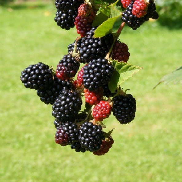 Tüplü Boysenberry Böğürtlen Fidanı - Resim 8