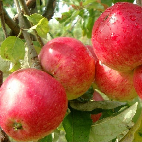 Tüplü  Early Red One Elma Fidanı ürün görseli 1