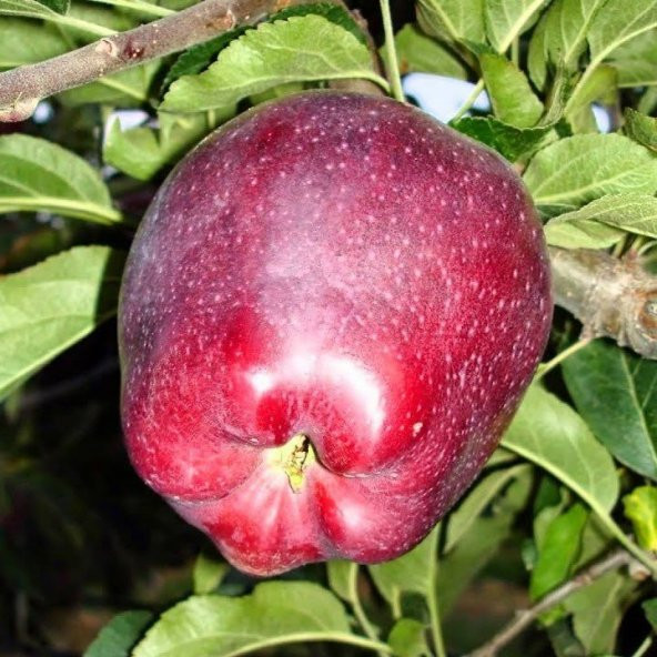 Tüplü Scarlet Spur  Elma Fidanı - Resim 11
