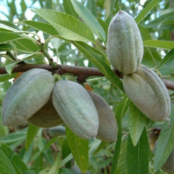 Tüplü Bertina Badem Fidanı - Resim 7