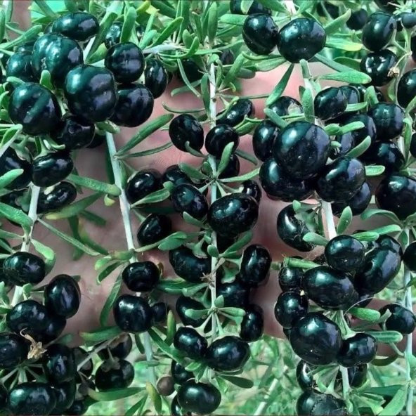 Nadir Siyah Goji Berry Fidanı(15-25 cm) ürün görseli 1
