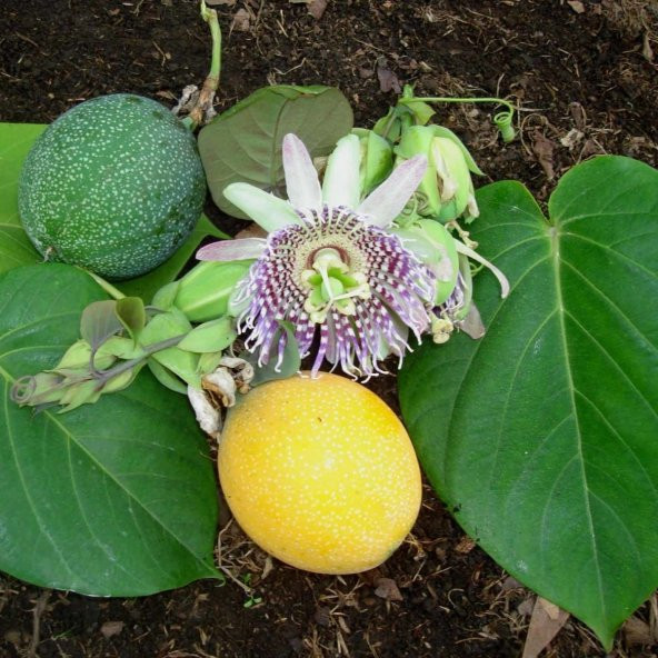 Tüplü Dona Dayanıklı Passiflora Ligularis (Sweet Granidalla) Fidanı ürün görseli 1