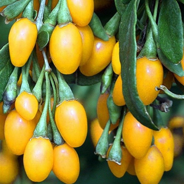 Amber Sweet Altuni Sarı Goji Berry Fidanı ürün görseli 1