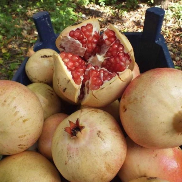 Tüplü Çok İri Meyveli Keben Narı(Silifke Aşısı) Fidanı ürün görseli 1