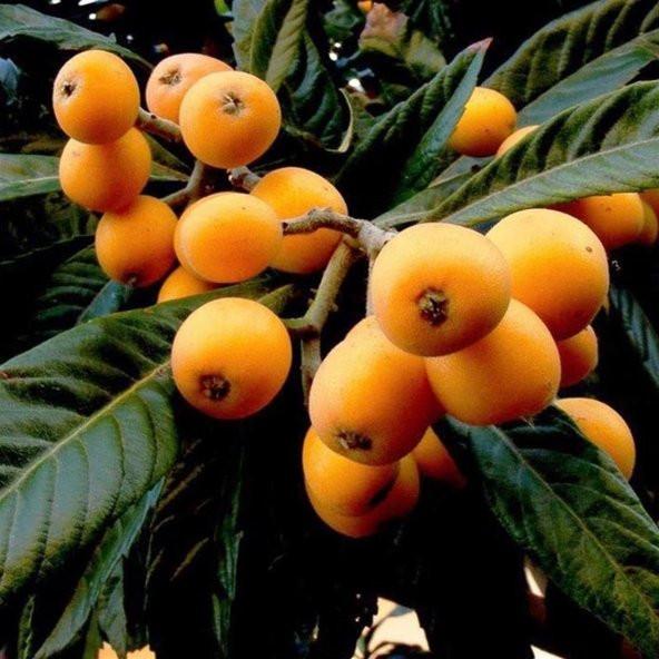 Tüplü Malta Eriği Fidanı - Resim 8