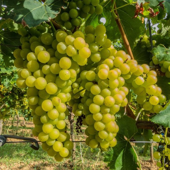 Tüplü  Chardonnay Üzüm(Asma-Bağ) Fidanı ürün görseli 1