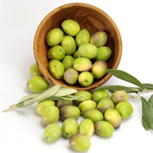 Ayvalık Edremit Zeytin Fidanı - Resim 2