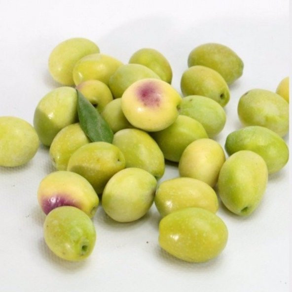 Ayvalık Edremit Zeytin Fidanı - Resim 3