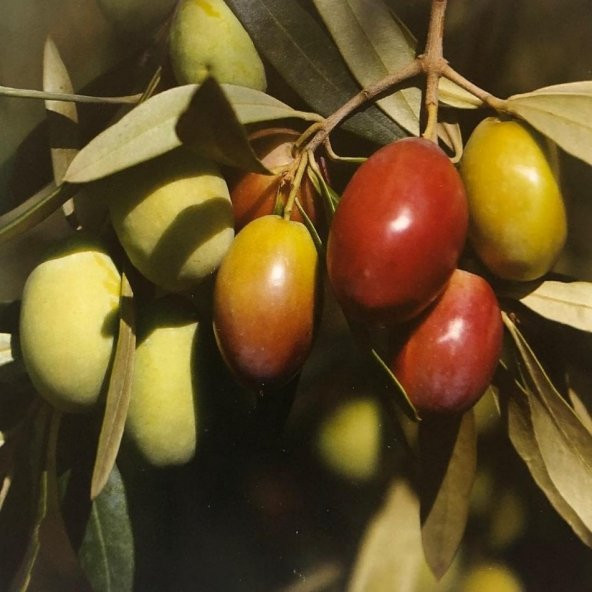 Sarı Ulak Zeytin Fidanı ürün görseli 1