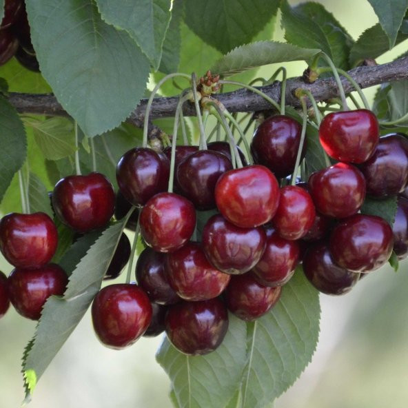 Tüplü Regina Kiraz Fidanı - Resim 6