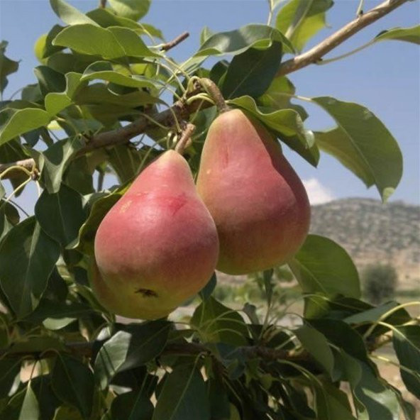 Tüplü Etruşka Armut Fidanı - Resim 5