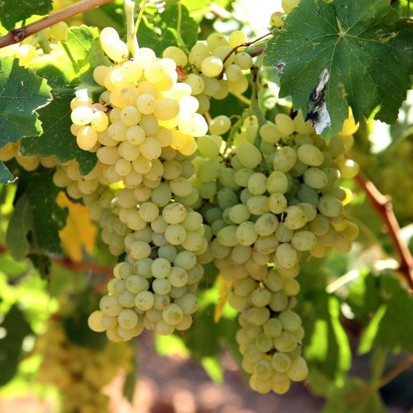 Tüplü Thompson Çekirdeksiz Üzüm Fidanı - Resim 2