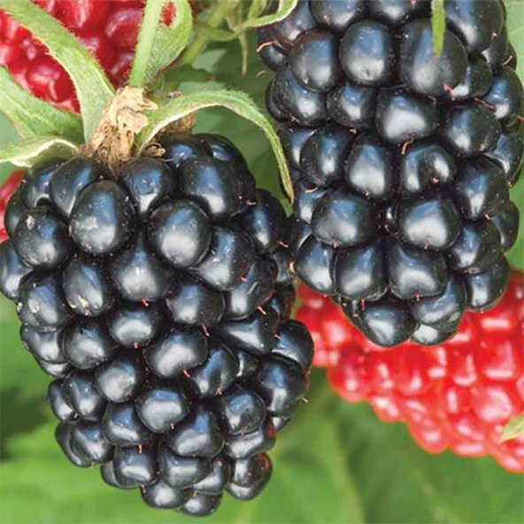 Tüplü Dikensiz Jumbo Böğürtlen Fidanı - Resim 3