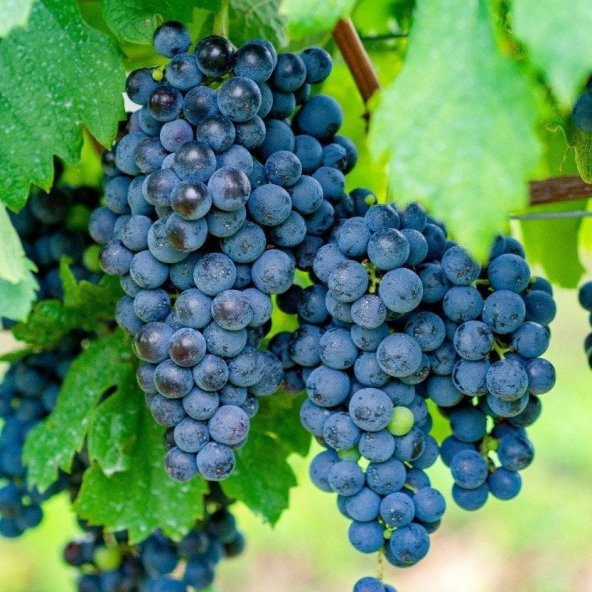 Tüplü Merlot Üzüm(Asma-Bağ)Fidanı ürün görseli 1