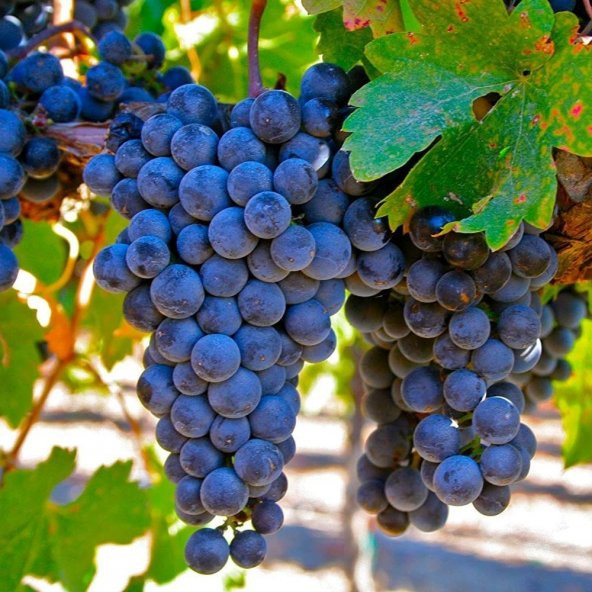Tüplü Syrah(Şiraz) Üzüm (Asma-Bağ) Fidanı ürün görseli 1