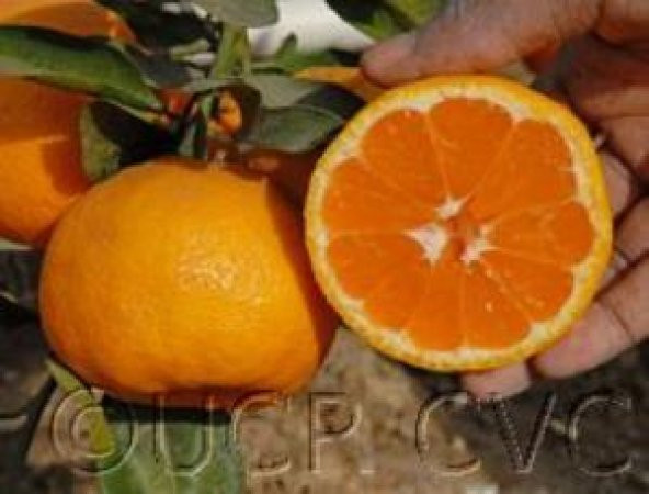 Tüplü Yarı Bodur Miho Wase Mandalin Fidanı ürün görseli 1