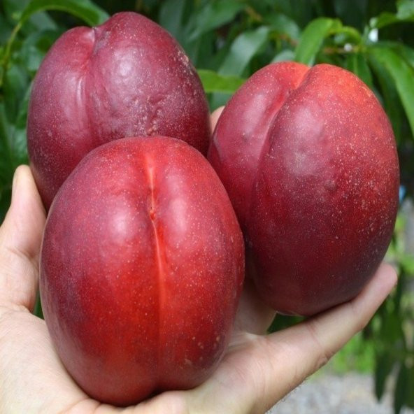 Tüplü Yarı Bodur Double Red İri Meyveli Nektarin Fidanı ürün görseli 1