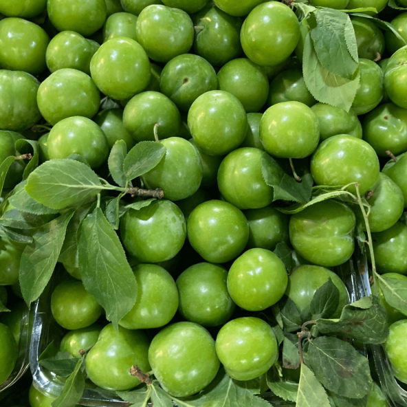 Tüplü Tam Bodur Cin Erik Fidanı ürün görseli 1
