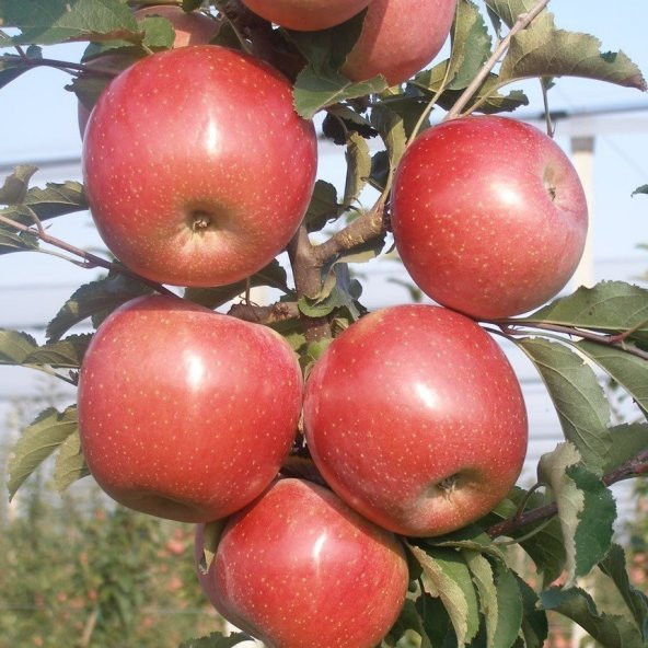 Tüplü Yarıbodur Fuji Kiku Elma Fidanı ürün görseli 1