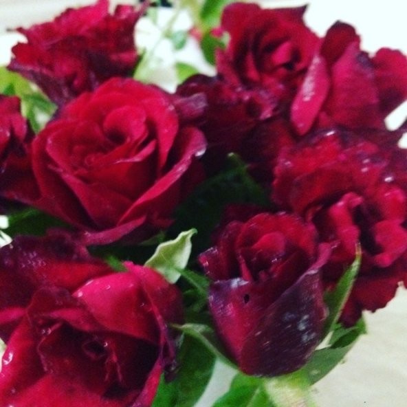 Tüplü Dikensiz Kokulu Kırmızı Red Love Gül Fidanı ürün görseli 1