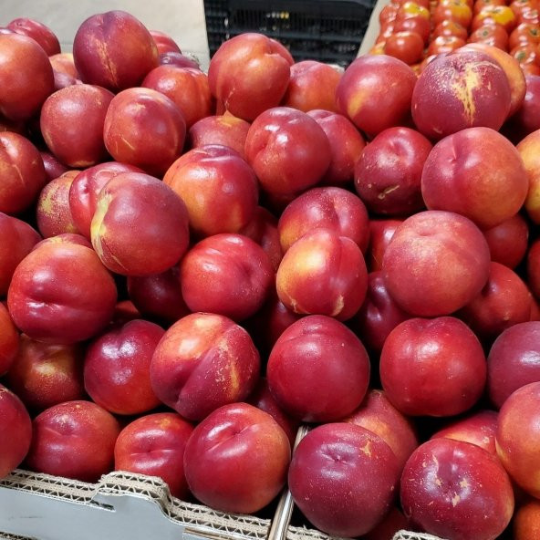 Tüplü Yarı Bodur May Grand Nektarin Fidanı ürün görseli 1