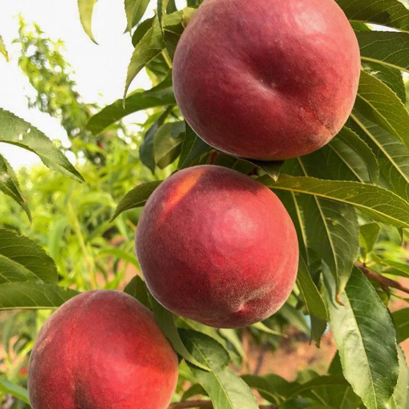 Tüplü Yarı Bodur Spring Bella Şeftali Fidanı ürün görseli 1
