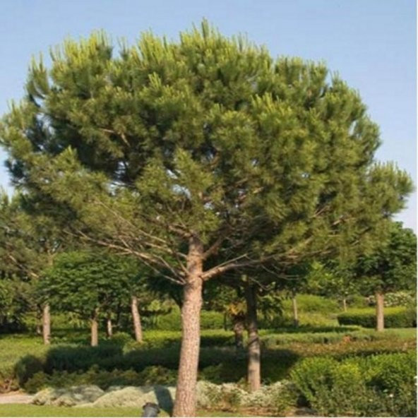 Tüplü Fıstık Çamı ürün görseli 1